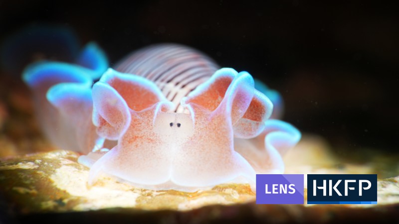 Article - Lens - Underwater