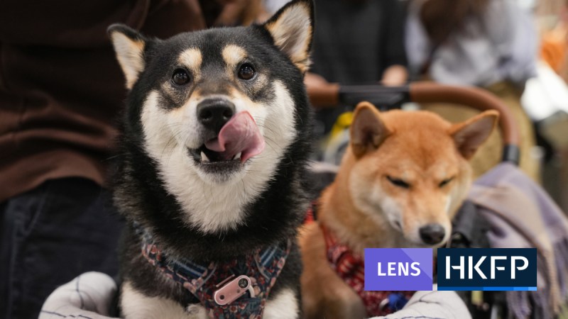 Lens - HK Pet Show 2024