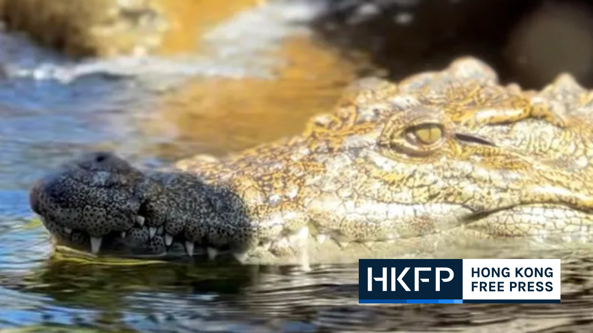 Hong Kong’s Ocean Park names crocodile ‘Passion’ following social media vote